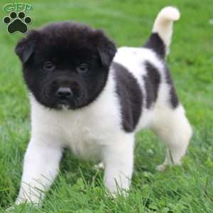 AKC  Bubbles, Akita Puppy